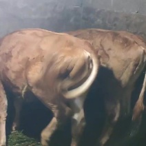 小牛犊