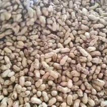 广东鲜花生，白米，产地直发，保质保量，颗粒饱满，大量供应。