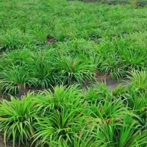 优质石菖蒲种苗