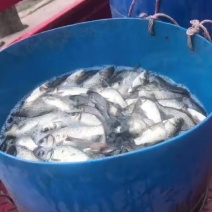 中科3号鲫鱼产地直供一手货源，保质保量欢迎来电。