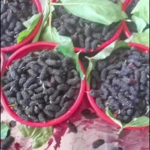 新鲜桑葚