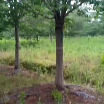 染井吉野