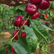 蒙阴蜜桃