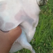 不喂饲料的生态甲鱼，自提，不包送