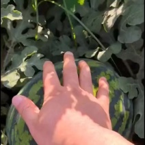 陕西阎良锦王西瓜