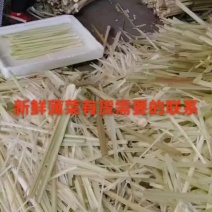 新鲜淮安蒲菜微山湖蒲菜新鲜净菜