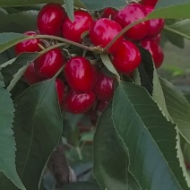 萨米脱樱桃自家种植