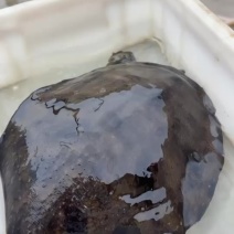 外塘生态甲鱼鲜活老鳖现货大量批发产地直供