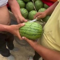 早春红玉西瓜代发全国产地直供一手货源一条龙服务保障质量