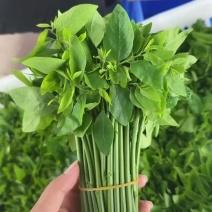 树仔菜