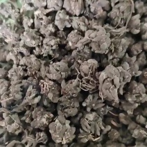 猫爪草