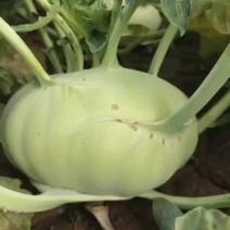 苤蓝