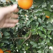 夏橙