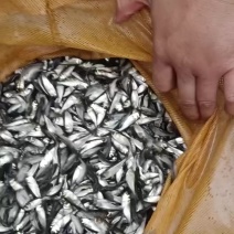 白鲢鱼苗