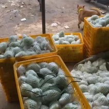西瓜红番石榴