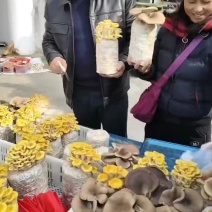 摆地摊蘑菇菌包电商淘宝拼多多等蘑菇菌包批发平菇菌棒