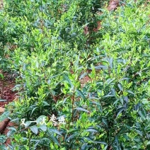 农村纯手工家绿茶