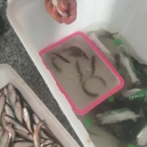现杀清理量大门口鱼鲜货可订货
