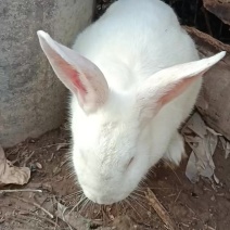散养肉兔，新西兰白兔，有的私聊，直接加不了微信
