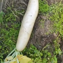 白萝卜