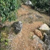 荔枝