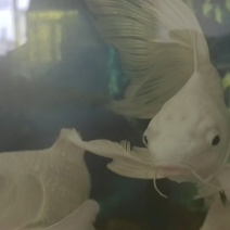蝴蝶鲤