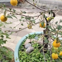 老鸦柿秋满