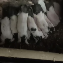 巴马香猪