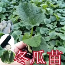 冬瓜苗穴盘苗根系发达易成活抗病害高产苗