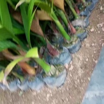槟榔苗