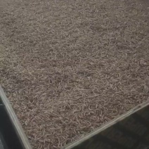 精品黄粉虫