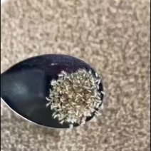 金蝉种苗，活体幼苗孵化场。常年供应技术指导。