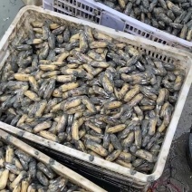 蛏子批发要货来订