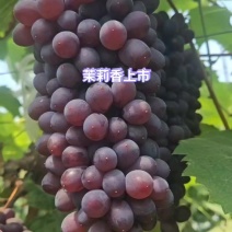 辽宁营口熊岳的茉莉香葡萄上市了