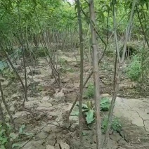 山桃