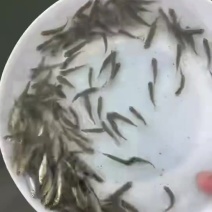 草鱼苗