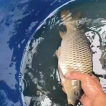 东莞静养二手鲤鱼罗飞鱼