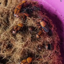 竹虫虫种