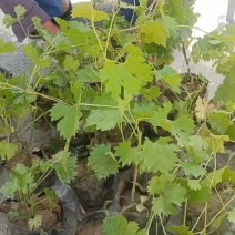 葡萄树
