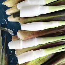 千亩茭白大量上市，精品全国发货