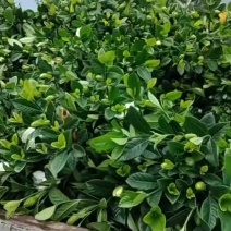 栀子花鲜切水陪花有感兴趣老板联系我