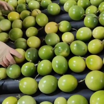 佳蜜2号大量有货
