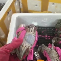 越南青蟹🦀