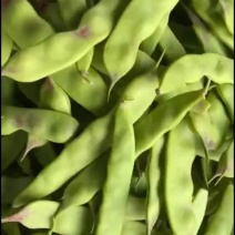 油豆角大量上市，产地直发
