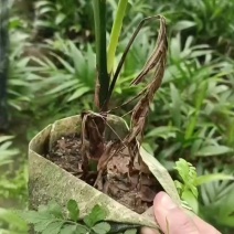 海南本地槟榔苗