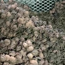 菲牛蛭苗