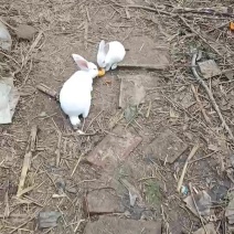 吃水果长大的肉兔