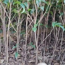 凤凰单丛系列品种杯苗