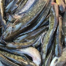 冷水野生江鲶鱼