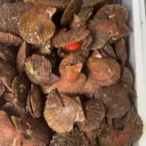 山东烟台鲜活小红贝扇贝
